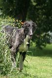 BARZOI 187